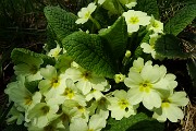 34 Primule gialle (Primula vulgaris)